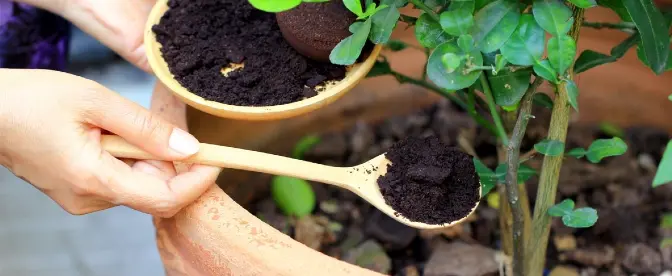 How to Use and Dispose of Coffee Grounds cover image