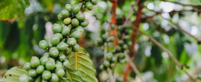 Uganda-Kaffee: 
Die Heimat von außergewöhnlichem Robusta und vielem mehr  cover image