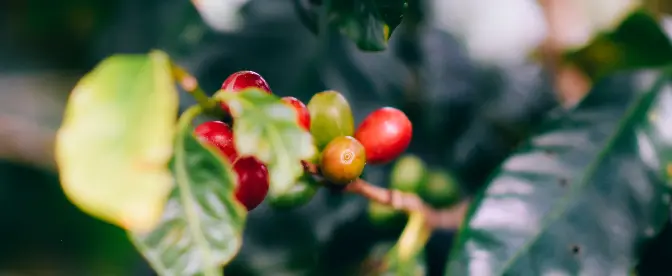 Sustainability in Coffee Capsules: An Ethical Overview  cover image