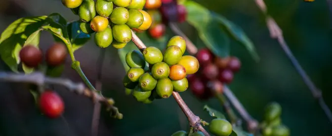 Tekniker för odling och skörd av kaffe cover image