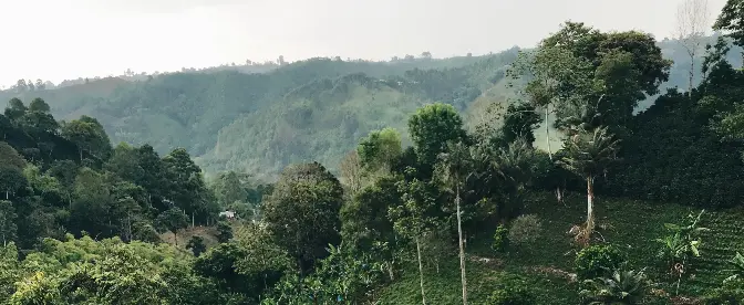 Il caffè coltivato all&#39;ombra aiuta gli ecosistemi cover image