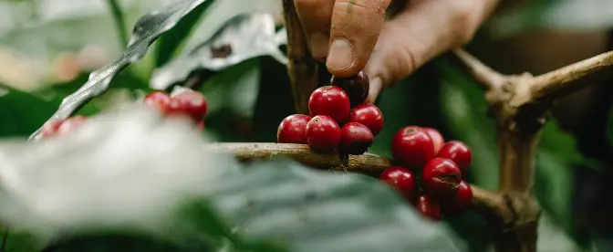 O impacto histórico do café nas florestas cover image