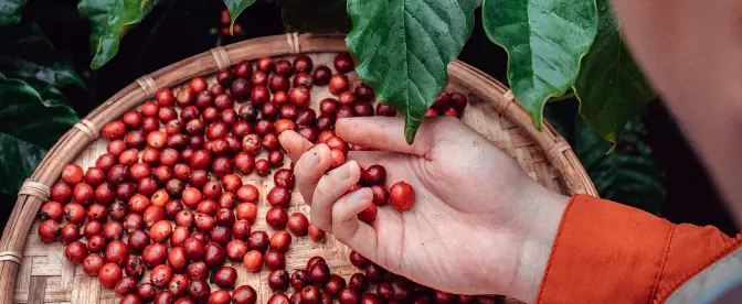 Unlocking Value in Coffee: How Supply Chain Data Transforms the Journey from Farm to Cup cover image