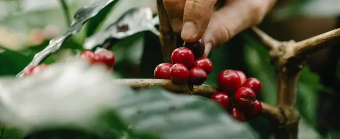 El impacto histórico del café en los bosques cover image