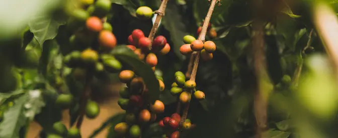 A Tale Of Two Favorites: Arabica Vs Colombian Coffee  cover image