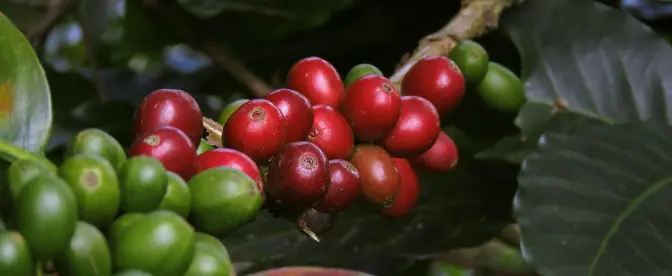 Coffee Varieties 101: Gesha Coffee cover image