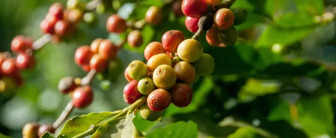 Die größten Produktionsländer des Kaffees cover image