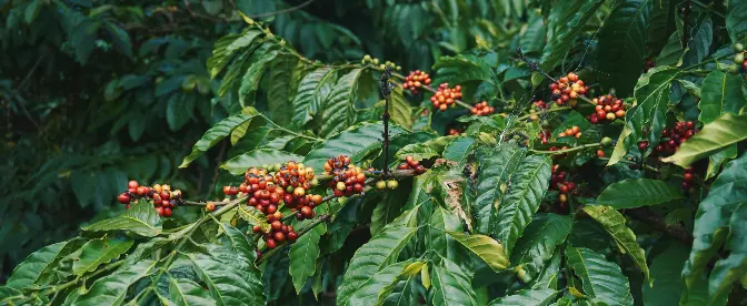 What is Typica Coffee? cover image
