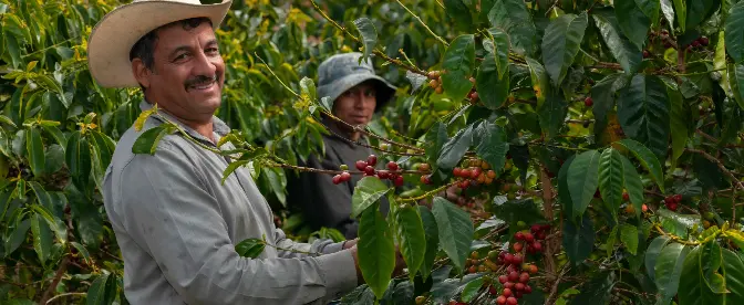 Os Heróis do Café e Como Eles Salvam a Comunidade do Café cover image