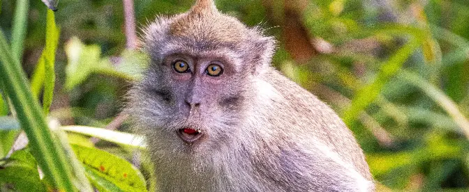 What Is Monkey Poop Coffee? cover image