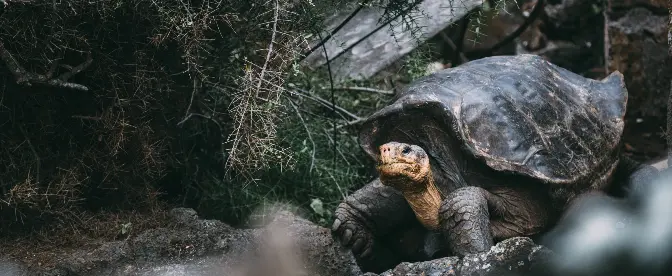 Exklusiv, selten, außergewöhnlich: Entdecken Sie Galapagos-Kaffee cover image