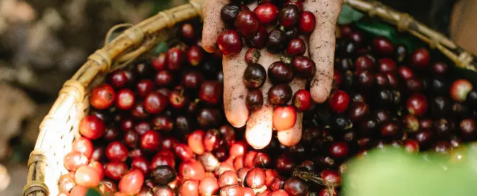 Koffieverwerking na de oogst cover image