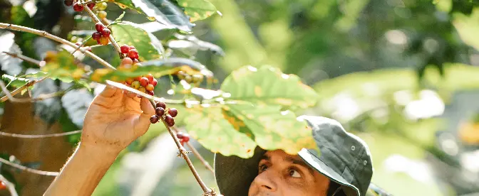 How Is Coffee Made from Plant to Cup? cover image