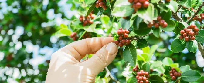 Inglês americano: café para suas plantas