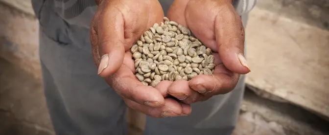 Como comprar grãos de café verdes? cover image