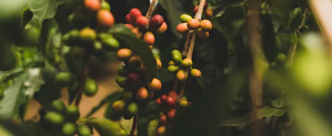 Papua New Guinea Coffee cover image