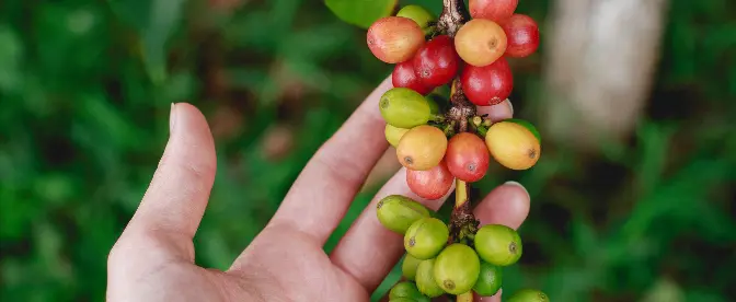 De top 10 största kaffeodlingsländerna runt ekvatorn cover image