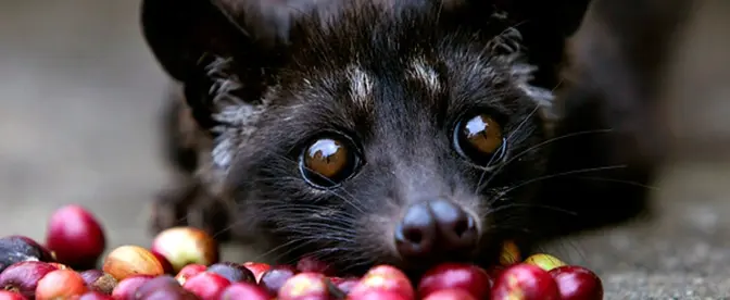 O Café Kopi Luwak Vale a Pena? cover image