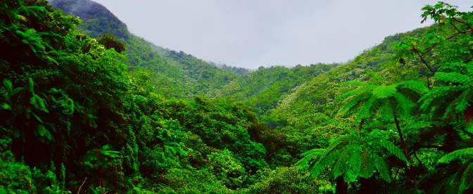 Puerto Rican Coffee cover image