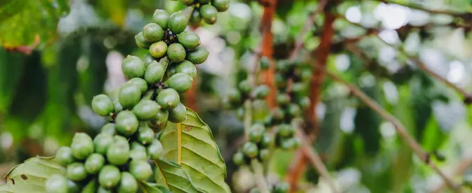 Uganda kaffe: Hjem til ekstraordinær Robusta og meget mere cover image