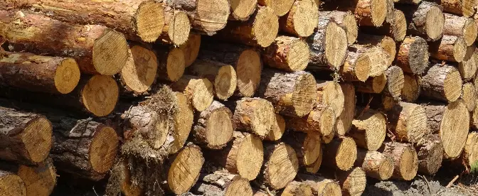 Analyse des Konformitätsbedarfs für Holz und Holz im Rahmen der EUDR cover image