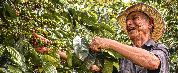 How Price Fluctuations Affect Coffee Farms cover image