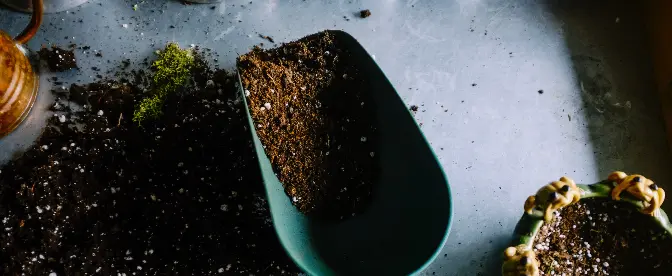Are Coffee Grounds Good for Plants? cover image