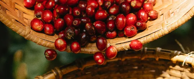 La storia della sostenibilità e del caffè cover image