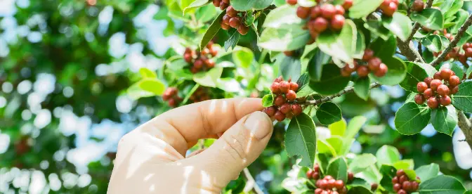 Klimatförändringar och kaffe: hållbarhetsutmaningar cover image