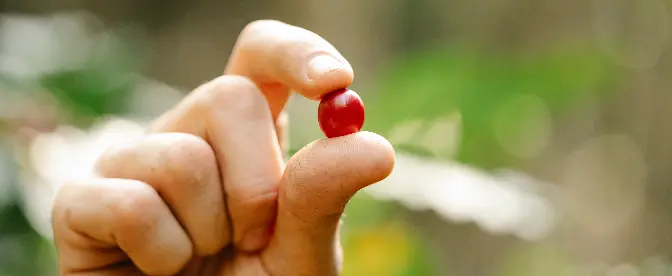 Digested coffees: delicacy or scam? cover image