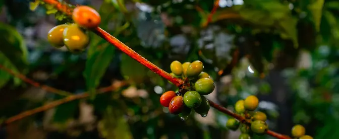 The Magic Behind Ecuadorian Coffee  cover image