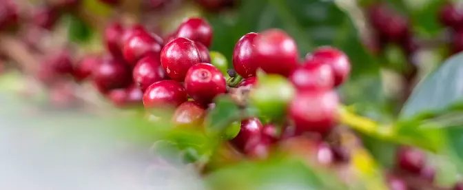 kaffebär, kaffebärsfrukt och kaffebönor cover image