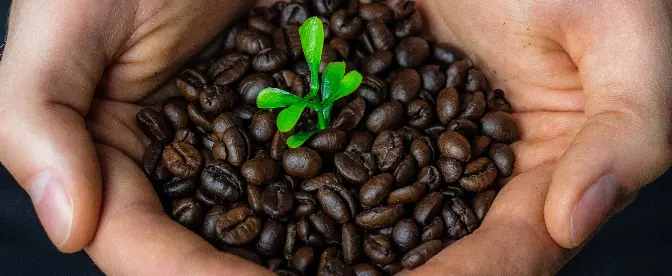 Tudo Que Você Precisa Saber Sobre o Café Orgânico cover image