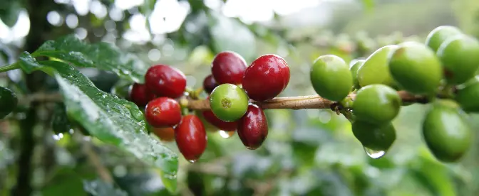 A História do Café cover image