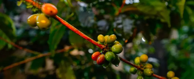 La magia detrás del café ecuatoriano cover image