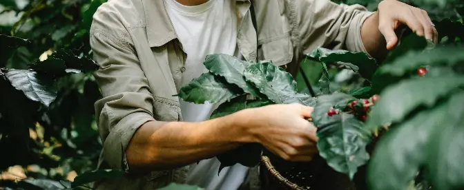 Kaffee und Wälder: Agroforstwirtschaft und die Zukunft der Nachhaltigkeit cover image