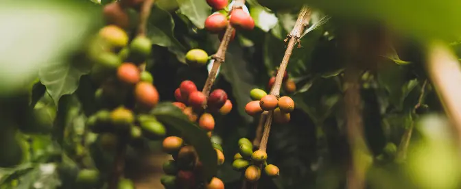 Un voyage culturel et culinaire : comment faire du café glacé éthiopien cover image