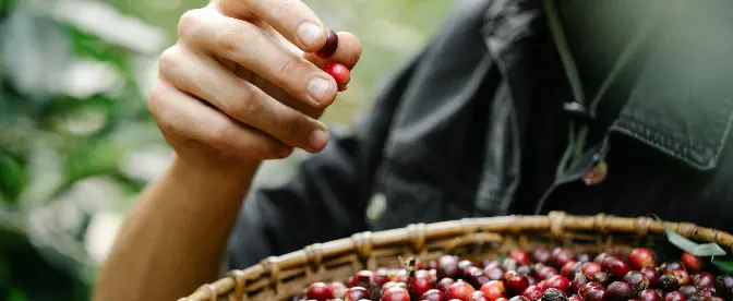 Creare futuri sostenibili: il potere delle pratiche di lavoro etiche nelle aziende agricole di caffè cover image