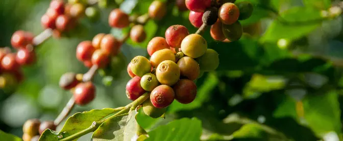 ▷ Tipos de café: Arábica vs. Robusta ¡Conoce Sus Diferencias