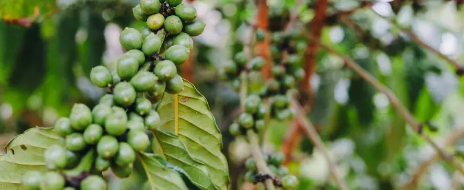 Kaffe og biodiversitetsbevarelse cover image