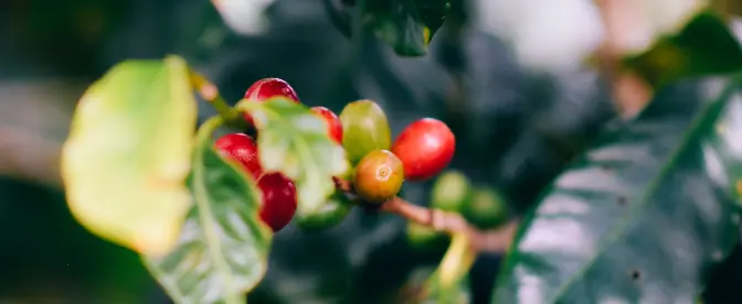 Nachhaltigkeit in Kaffeekapseln: Ein ethischer Überblick cover image