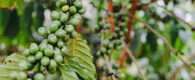 A importância da água na produção de café cover image