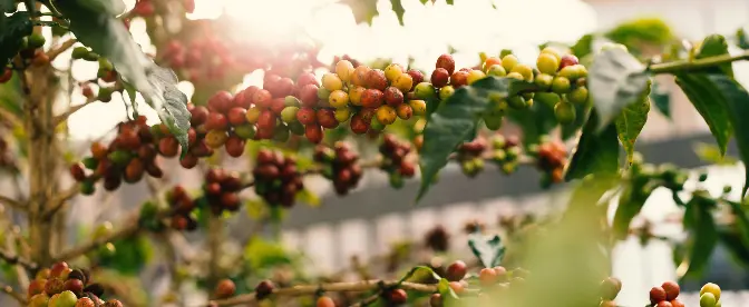 Coffee Bean Types Guide cover image