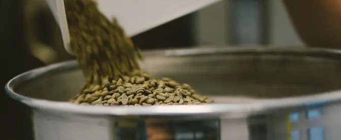 Vad är gröna kaffebönor? cover image