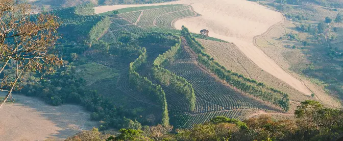 Building Resilience: How Robusta Coffee Beans Adapt to Climate Change cover image