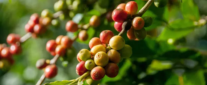 Kaffe med smak av frukt cover image