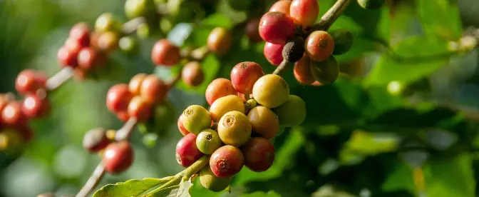 Where Do Coffee Beans Come From? cover image