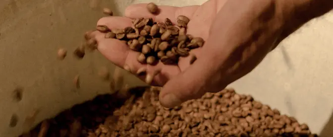 kaffebönor - hur man plockar bönor till ett fantastiskt kaffe cover image