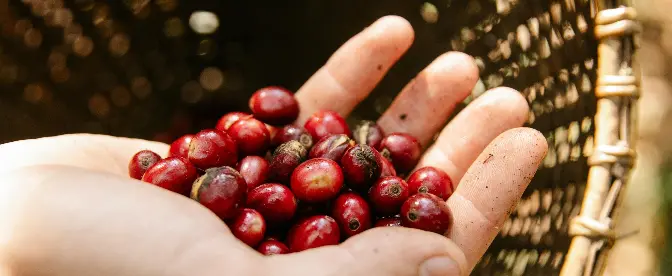 EUDR Fact Sheet: A Guide to Coffee cover image