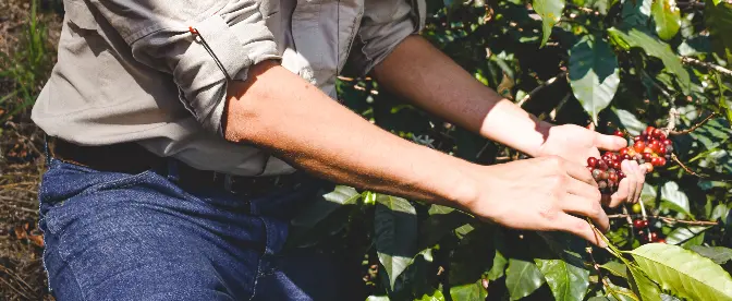 All About Shade-Grown Coffee cover image